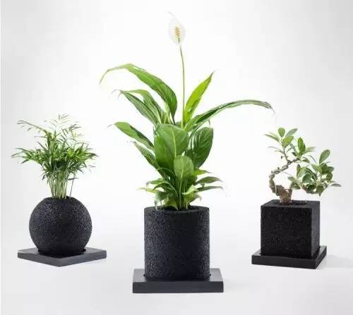 怎么除甲醛靠得牢？竹炭、植物成***“騙局”