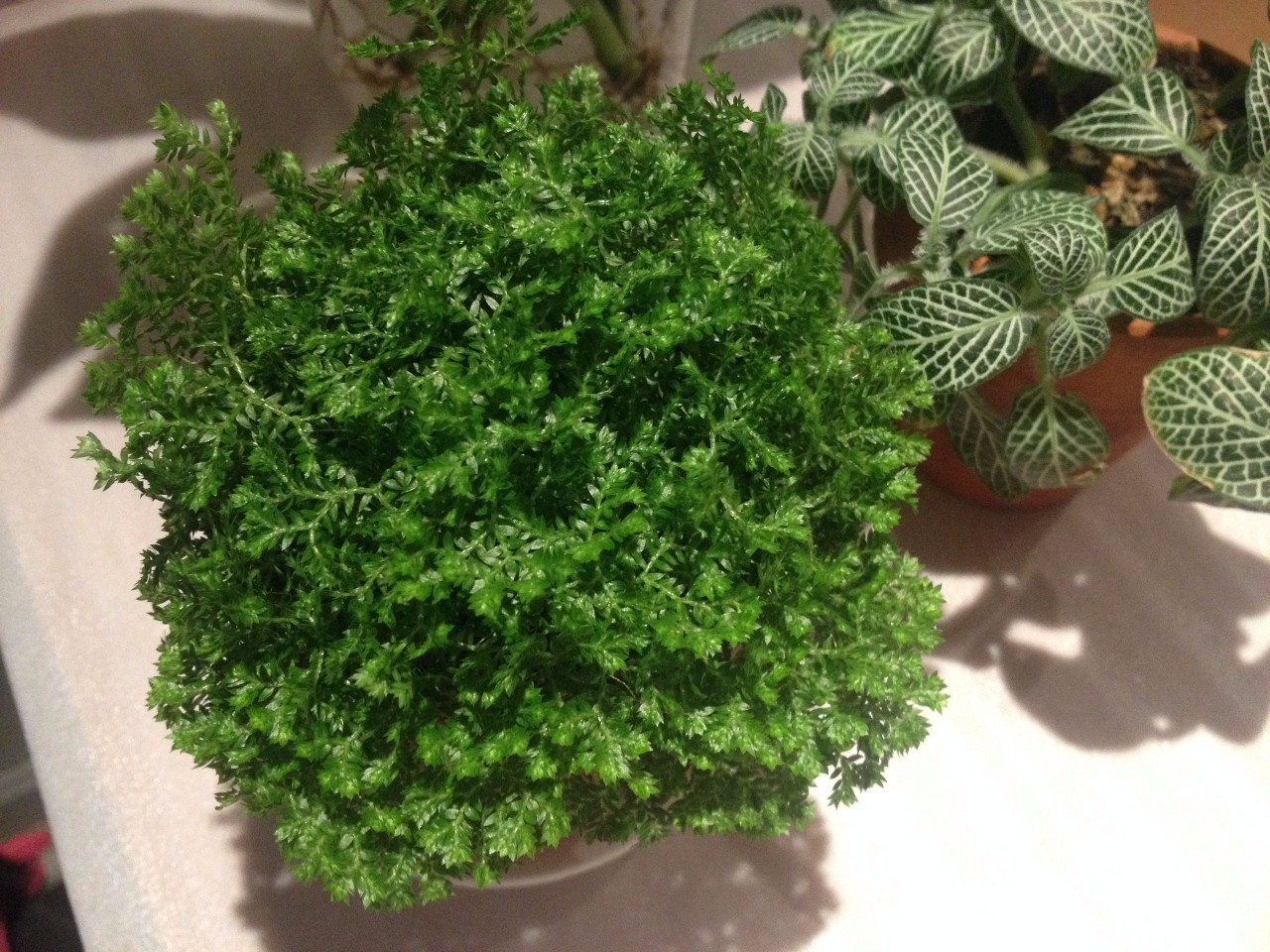 怎么除甲醛靠得牢？竹炭、植物成***“騙局”