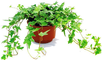 記住這四條規(guī)則，巧用植物甲醛治理！