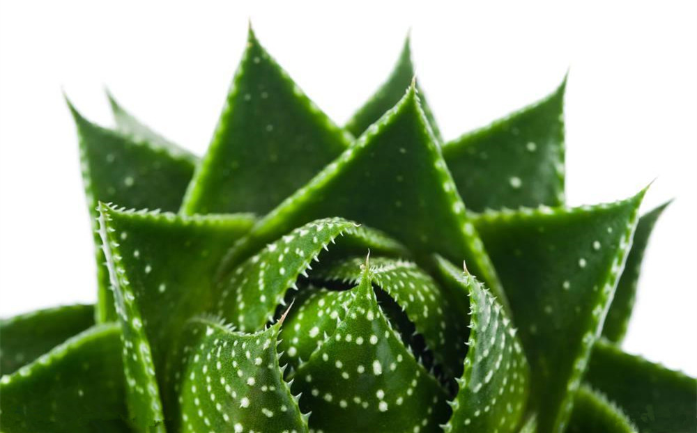 記住這四條規(guī)則，巧用植物甲醛治理！