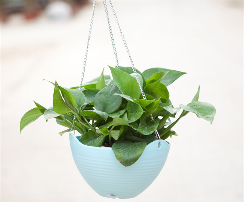 記住這四條規(guī)則，巧用植物甲醛治理！