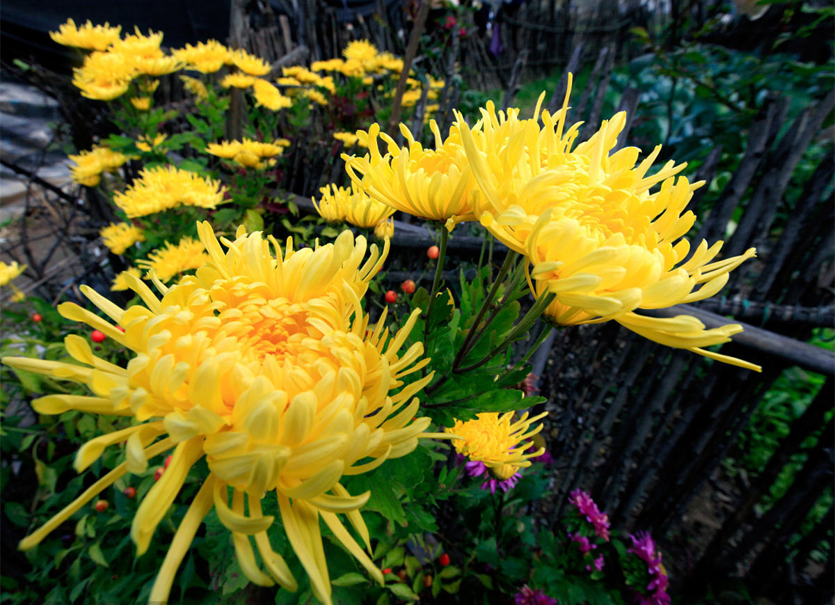 記住這四條規(guī)則，巧用植物甲醛治理！