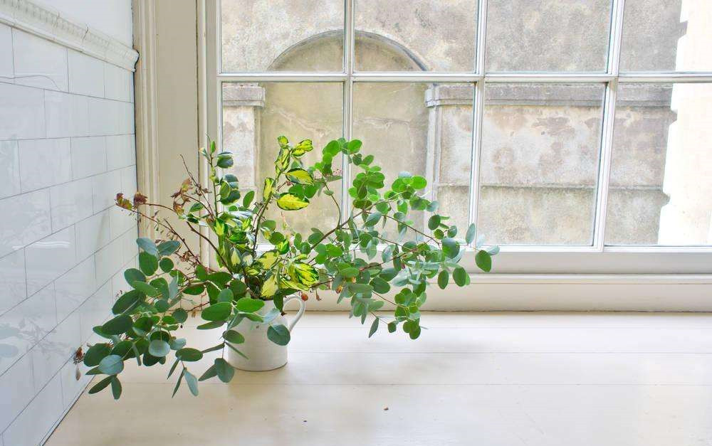 長春藤可吸收甲醛，蘆薈在晚上可吸收二氧化碳進行治理