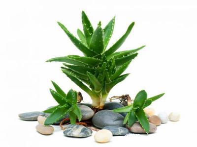 去除房間甲醛的植物有哪些？