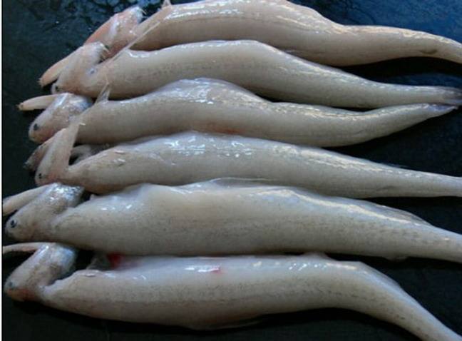 黑心商家添加甲醛讓蝦蟲(chóng)孱“保鮮”？