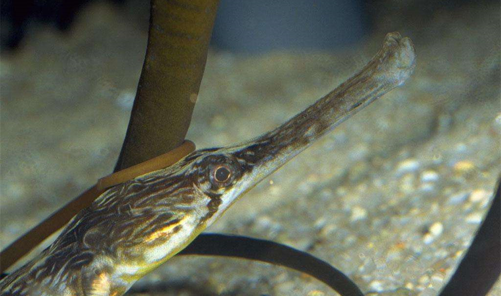 黑心商家添加甲醛讓蝦蟲(chóng)孱“保鮮”？