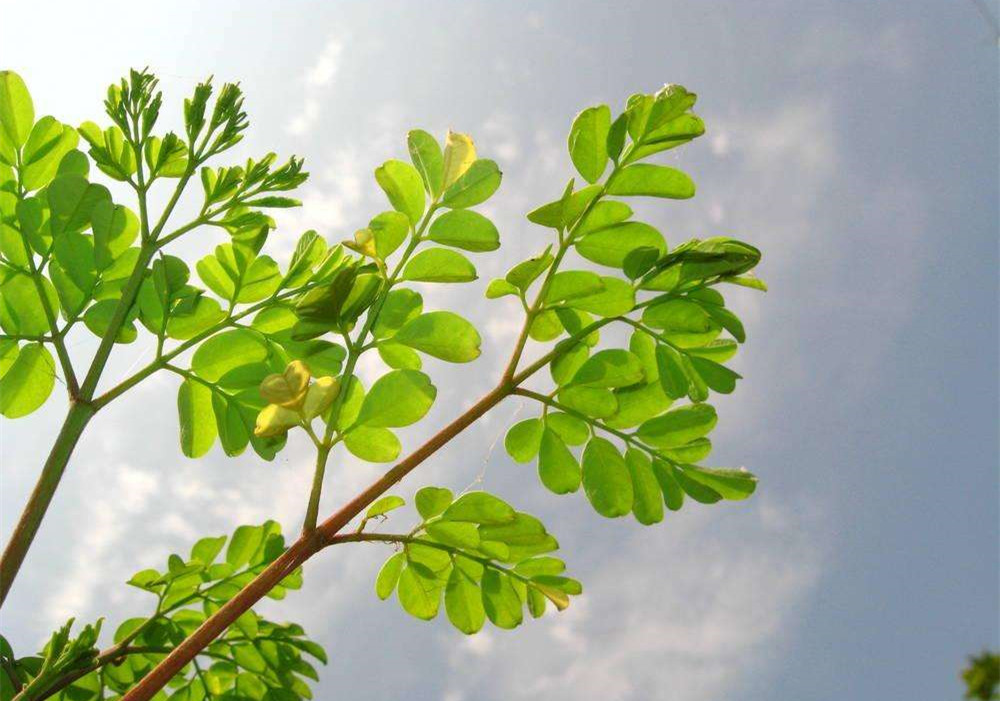 除甲醛的植物有哪些？為了家人趕緊來(lái)看看（值得收藏）！