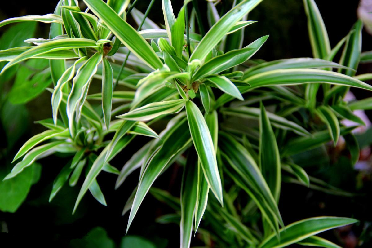 室內(nèi)沒有味道就可以放心入住了嗎？