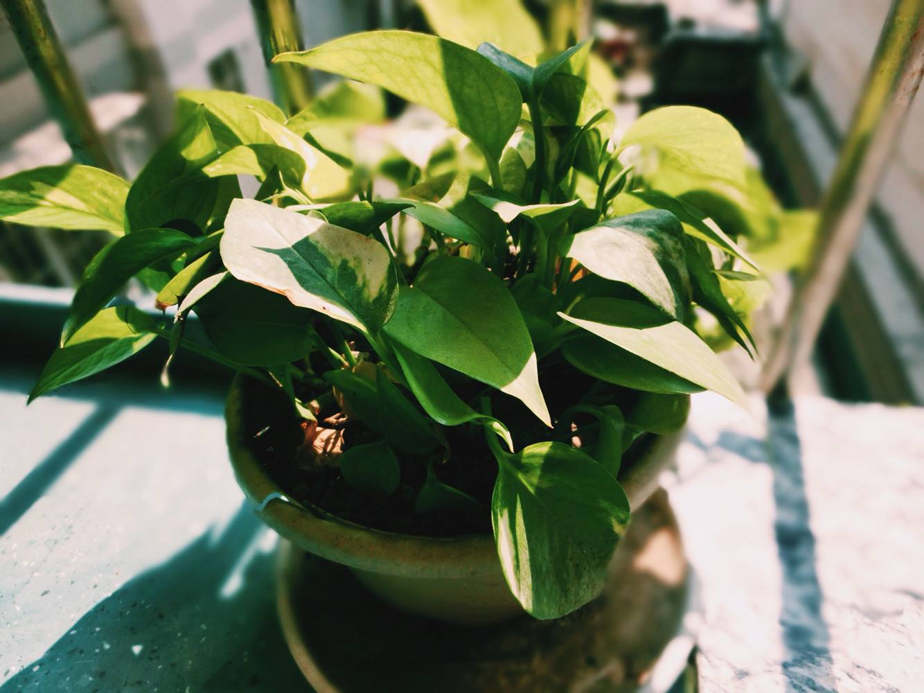 植物能治理甲醛嗎？科學(xué)使用植物很重要