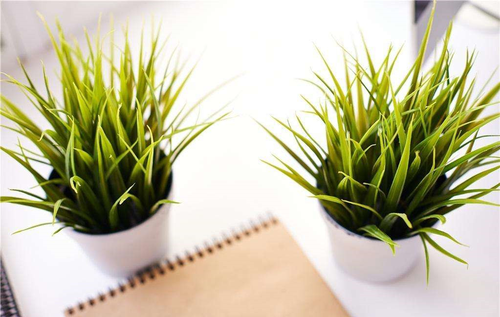 植物能治理甲醛嗎？科學(xué)使用植物很重要