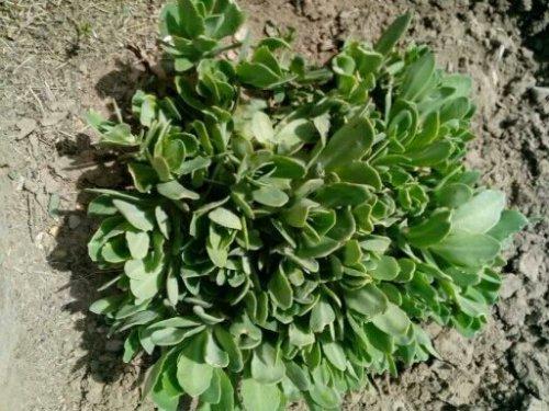 哪些植物可以除甲醛，本事***呢？