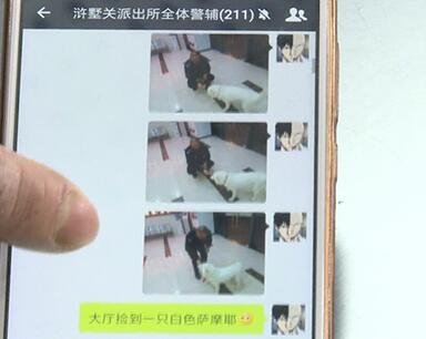 有問(wèn)題找警察，薩摩耶派出所報(bào)案，不注意這件事，對(duì)狗狗致命，警察蜀黍卻幫不上忙！