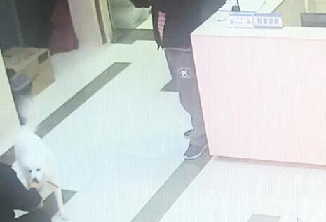 有問(wèn)題找警察，薩摩耶派出所報(bào)案，不注意這件事，對(duì)狗狗致命，警察蜀黍卻幫不上忙！