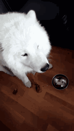 有問(wèn)題找警察，薩摩耶派出所報(bào)案，不注意這件事，對(duì)狗狗致命，警察蜀黍卻幫不上忙！