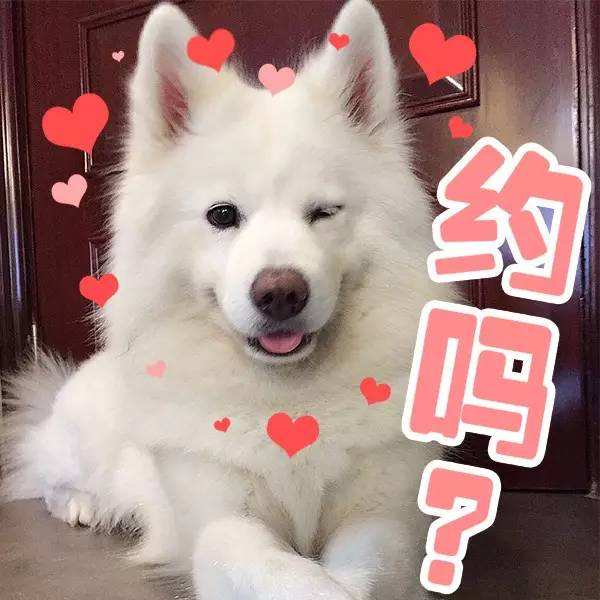 有問(wèn)題找警察，薩摩耶派出所報(bào)案，不注意這件事，對(duì)狗狗致命，警察蜀黍卻幫不上忙！