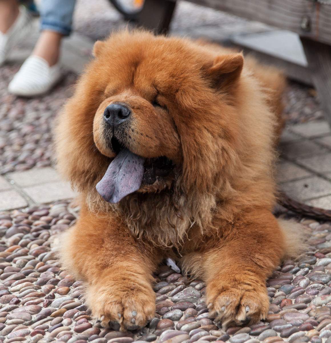 有問(wèn)題找警察，薩摩耶派出所報(bào)案，不注意這件事，對(duì)狗狗致命，警察蜀黍卻幫不上忙！