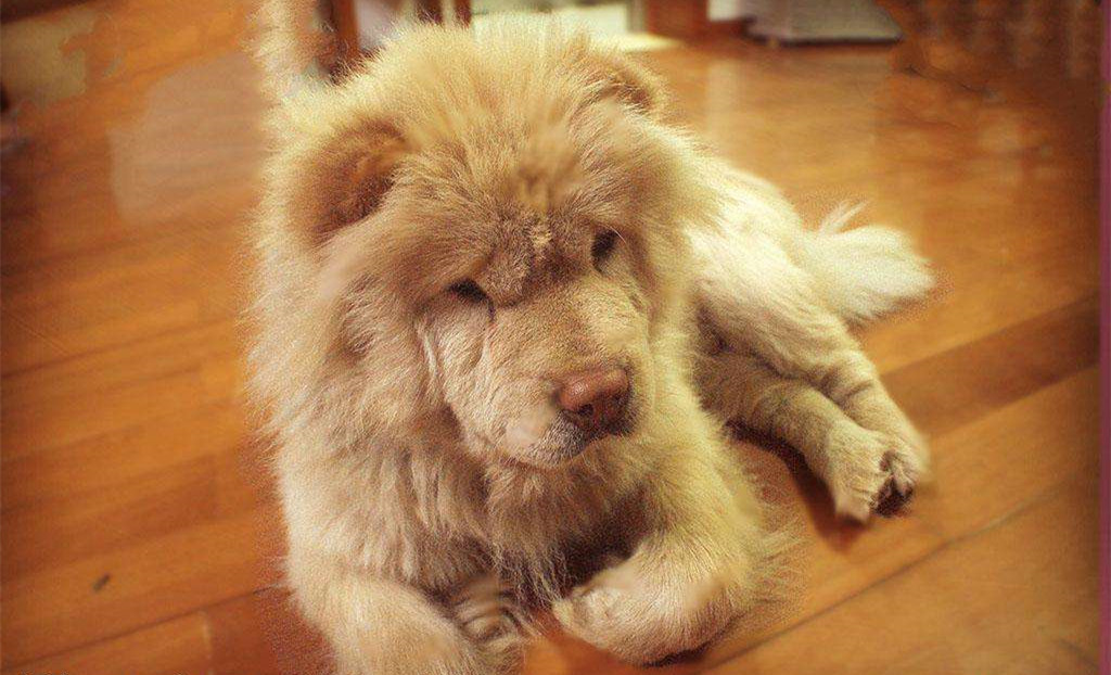 有問(wèn)題找警察，薩摩耶派出所報(bào)案，不注意這件事，對(duì)狗狗致命，警察蜀黍卻幫不上忙！