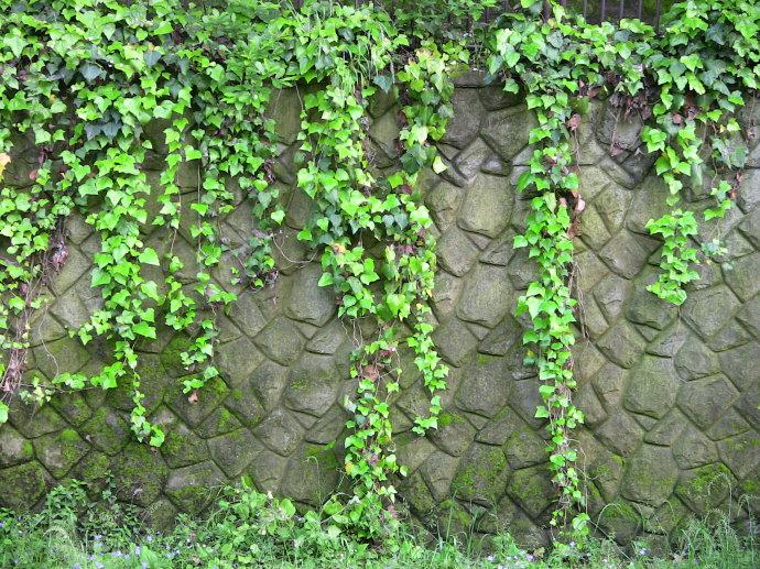 綠色植物大作戰(zhàn)，顏值***的凈化空氣方法