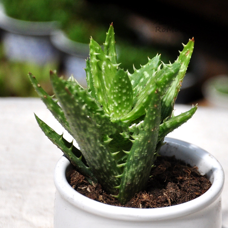 綠色植物大作戰(zhàn)，顏值***的凈化空氣方法