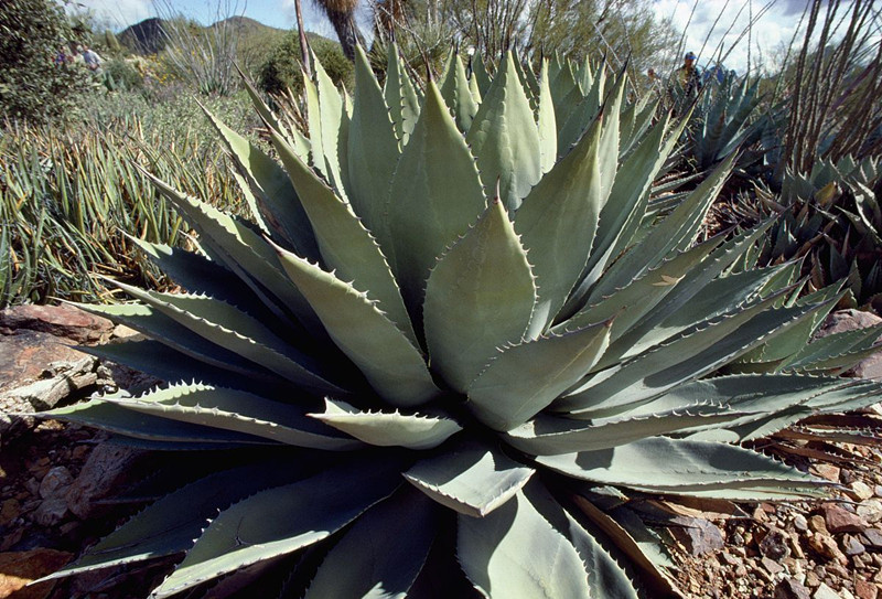 綠色植物大作戰(zhàn)，顏值***的凈化空氣方法