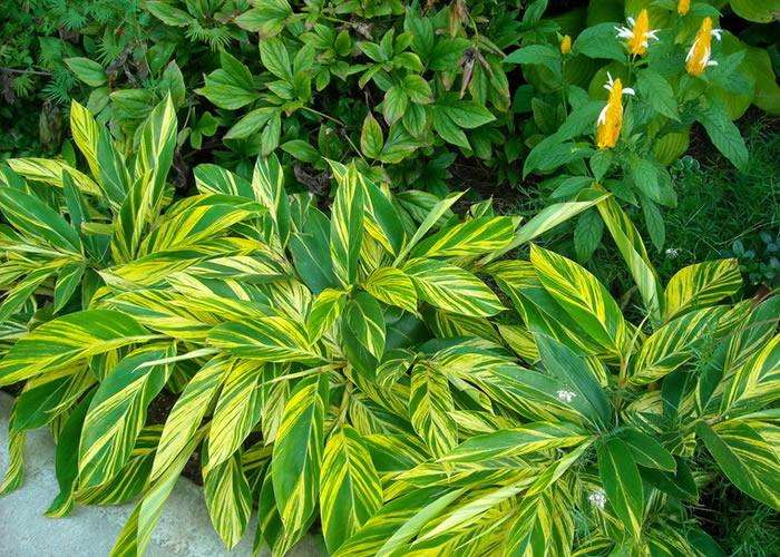 新房除甲醛，您一定不會(huì)失手！