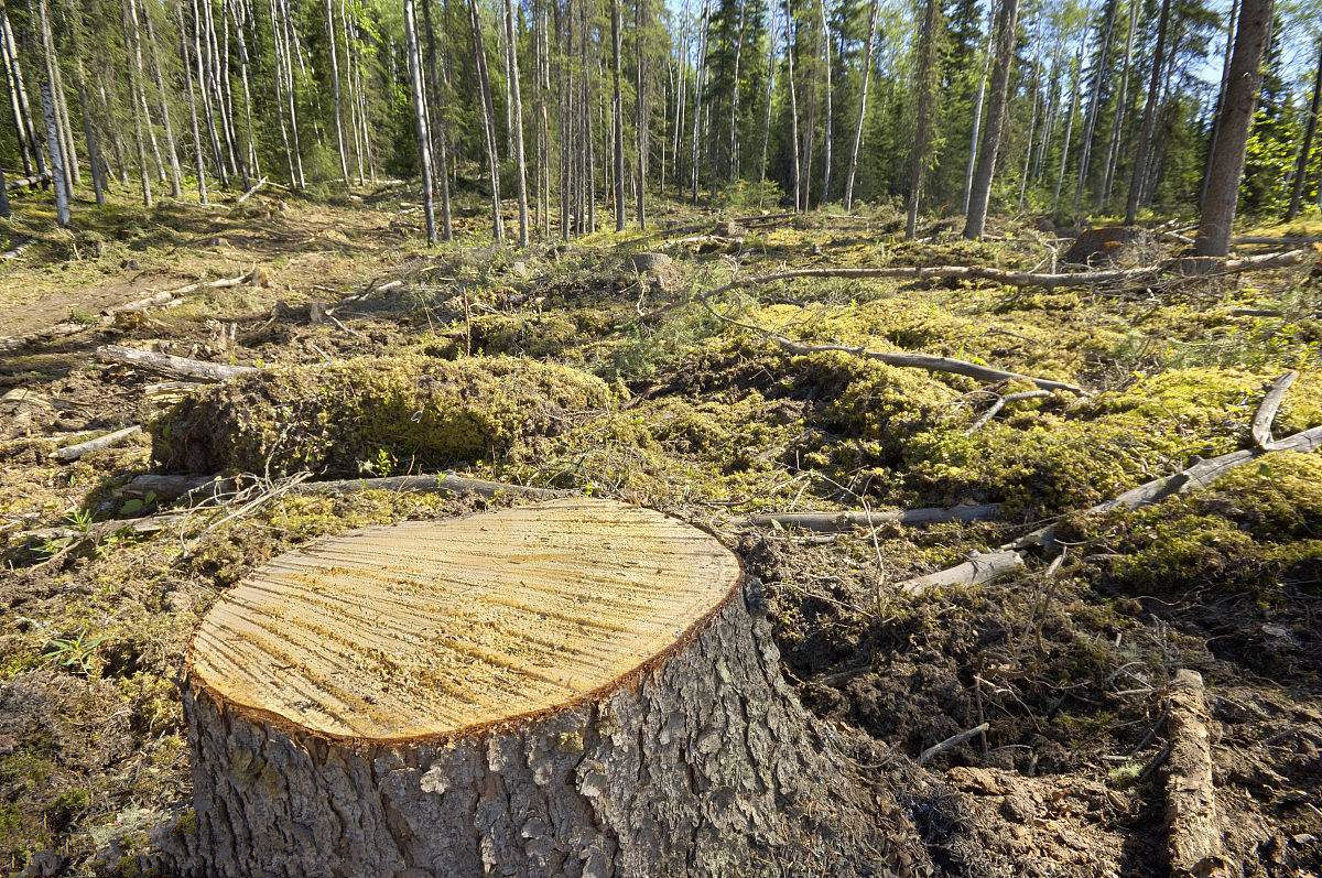 杜絕甲醛單純靠實(shí)木材料就足夠了嗎？這么想你就大錯(cuò)特錯(cuò)了！