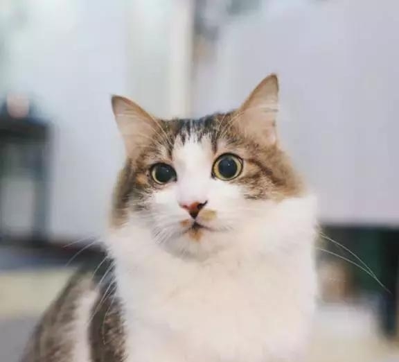 21天3000元重裝出租屋 除甲醛莫忘記！