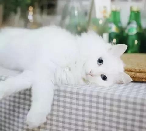 21天3000元重裝出租屋 除甲醛莫忘記！