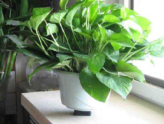 去除甲醛的***方法到底是什么？