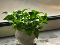 室內(nèi)除甲醛方法你知道多少？哪些是有用的