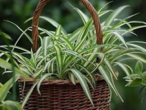 綠色植物大作戰(zhàn)，顏值最高的凈化空氣方法