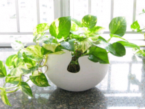 除甲醛，刻不容緩，專家教你如何除甲醛最有效