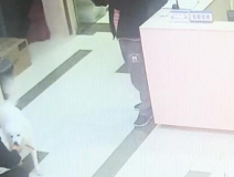 有問(wèn)題找警察，薩摩耶派出所報(bào)案，不注意這件事，對(duì)狗狗致命，警察蜀黍卻幫不上忙！