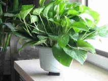 4個(gè)信號說明家里要除甲醛了，你發(fā)現(xiàn)了嗎