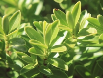 用這五個辦法進(jìn)行去除房間甲醛，入住后，絕不后悔！