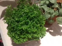 這幾種植物擺家中，空氣清新一整年！