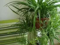 除甲醛，竹炭綠植不給力