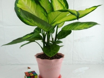 哪些植物可以除甲醛，本事最大呢？