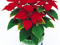 甲醛治理是找除甲醛公司還是自己做好？