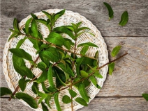 植物可以去甲醛嗎？甲醛治理原理是什么