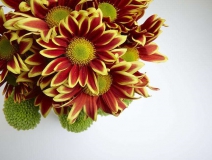 除甲醛的植物有哪些？為了家人趕緊來(lái)看看（值得收藏）！