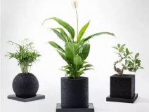 怎么甲醛治理靠得牢？竹炭、植物成最大“騙局”