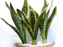 甲醛一次性能徹底清除嗎？