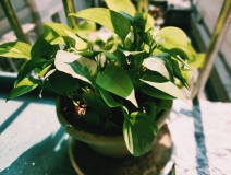 植物能治理甲醛嗎？科學(xué)使用植物很重要