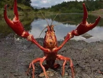 十三香、麻辣、清蒸、冰鎮(zhèn)小龍蝦，我卻吃到了甲醛“毒”龍蝦！