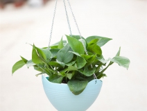 記住這四條規(guī)則，巧用植物甲醛治理！