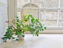 長春藤可吸收甲醛，蘆薈在晚上可吸收二氧化碳進(jìn)行治理