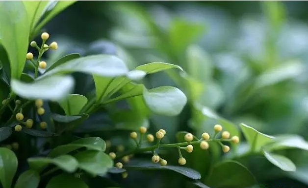 活性炭除甲醛有效嗎？