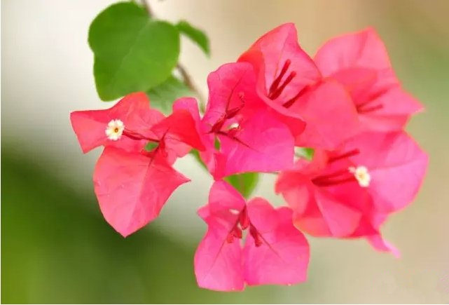 活性炭除甲醛有效嗎？