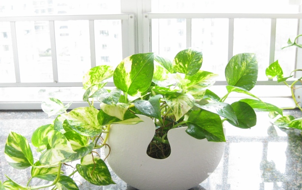 別大意！七大除甲醛“誤區(qū)”，信了你反而會生?。⊥L(fēng)、綠植、活性炭、熏蒸……你中招了嗎？